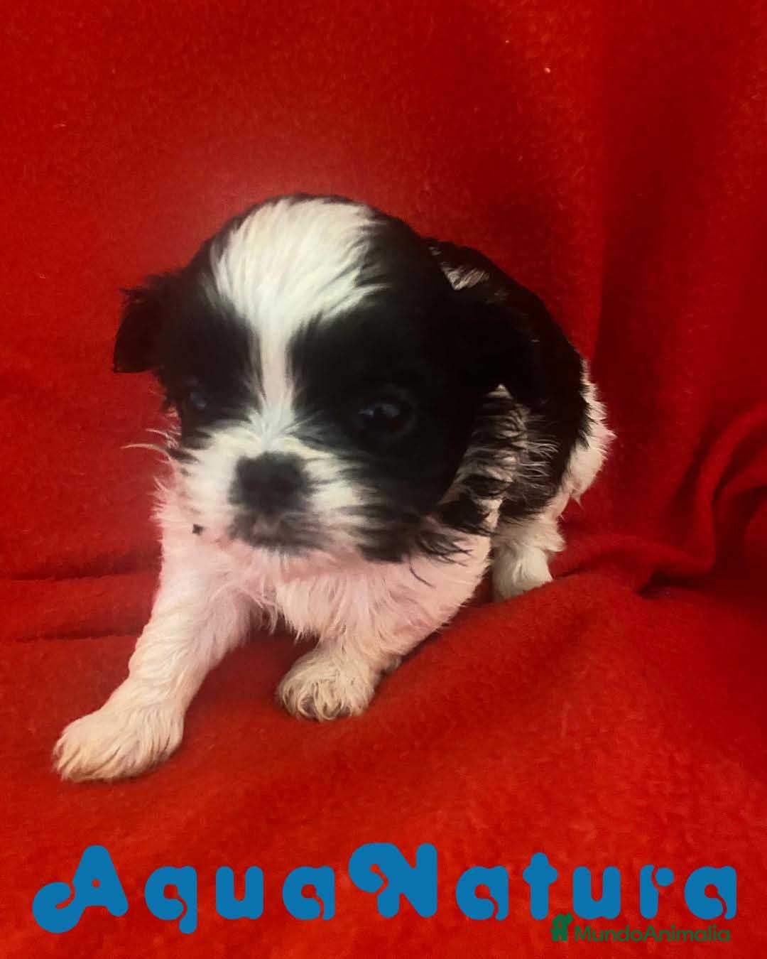 Shih Tzu perros Shih Tzu Hembra 2 de Ada y Newman AQUANATURA - Anuncio 1