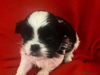 Shih Tzu perros Shih Tzu Hembra 2 de Ada y Newman AQUANATURA - Anuncio 1