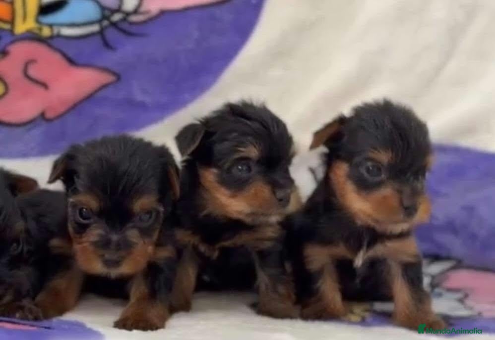 Yorkshire Terrier perros en venta: Yorkshire terrier  - Anuncio 1