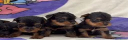 Yorkshire Terrier perros en venta: Yorkshire terrier  - Anuncio 1