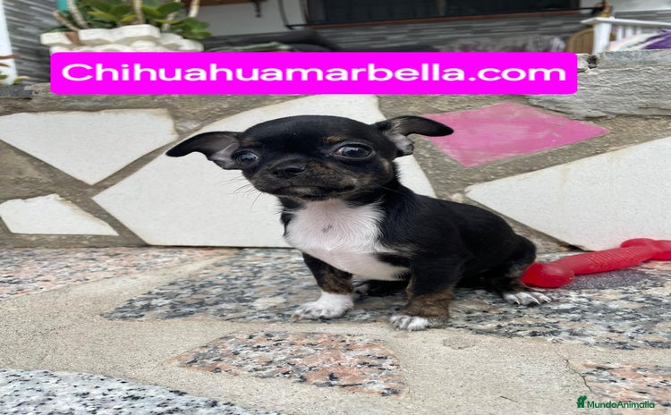 Chihuahua perros - Anuncio 1