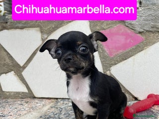 Chihuahua perros - Anuncio 30