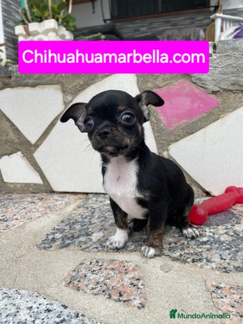 Chihuahua perros - Anuncio 17