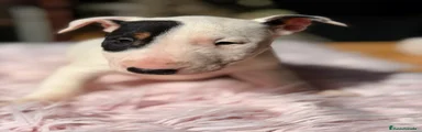 Bull Terrier Miniatura Cachorro 1
