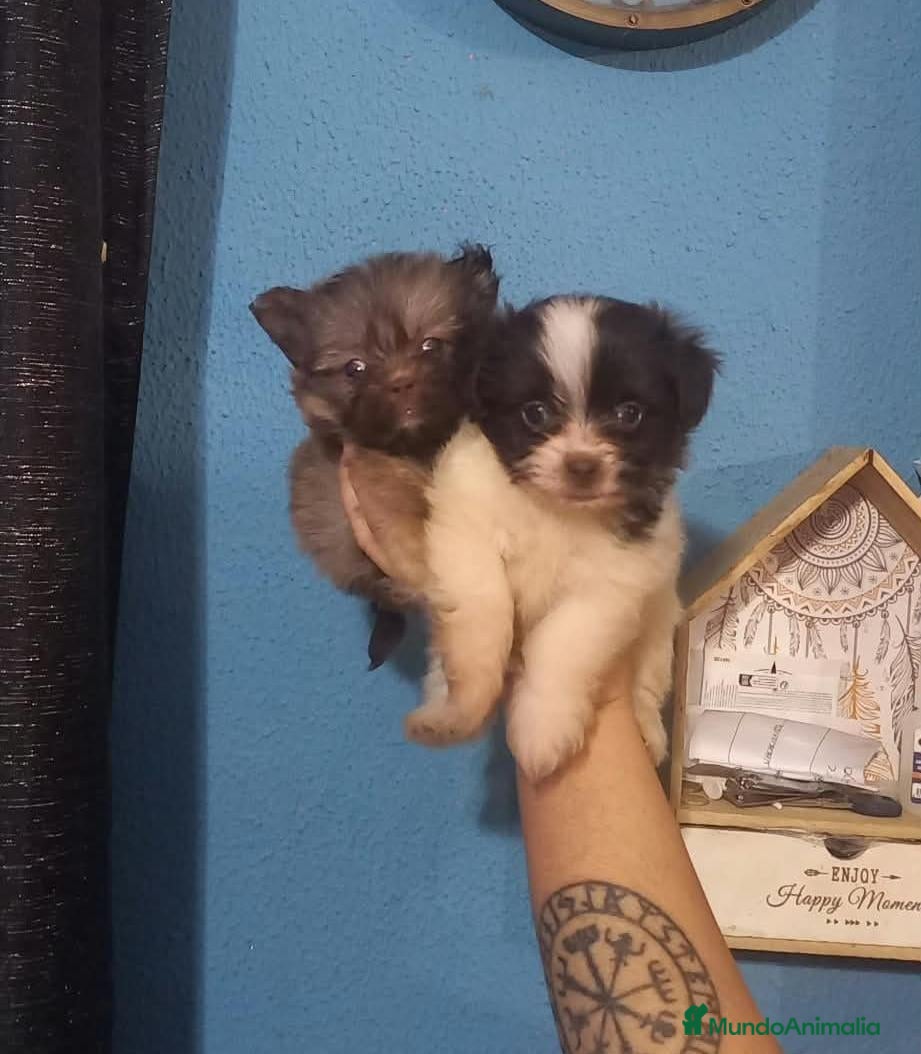 Maltipom perros Camada de maltipom  - Anuncio 1