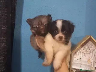 Maltipom perros Camada de maltipom - Anuncio 1