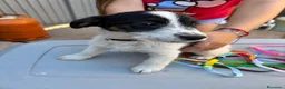 Jack Russell Terrier perros en venta: Jack rusell terrier  - Anuncio 5