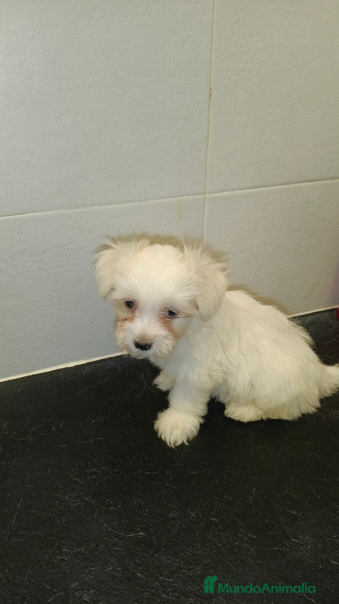Bichón Maltés perros en venta: Bicho maltes macho  - Imagen 4