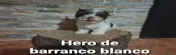 Biewer Yorkshire Terrier a la Pom Pon perros en venta: Biewer con pedigree de la mejor calidad - Anuncio 24