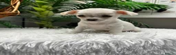 Chihuahua perros en venta: CHIHUAHUA - Anuncio 3
