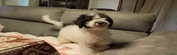 Perro de Agua Español perros en venta: Perros de agua  - Anuncio 4