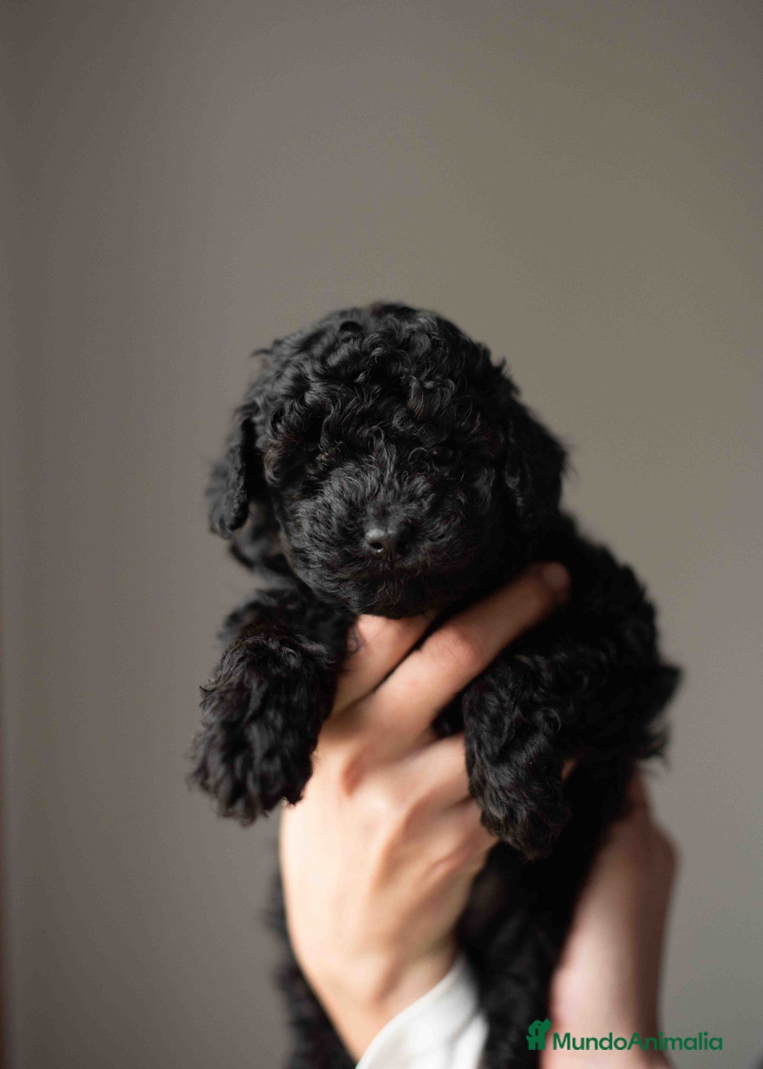 Caniche Toy perros en venta: Caniches toys negros - Anuncio 1