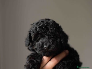 Caniche Toy perros Caniches toys negros - Anuncio 1