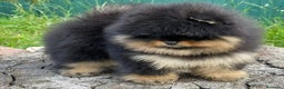 Pomerania perros en venta: LOS MEJORES BEBES POMERANIA AUTENTICO en Málaga - Anuncio 5