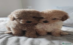 Caniche Toy perros en venta: Caniches  - Imagen 1
