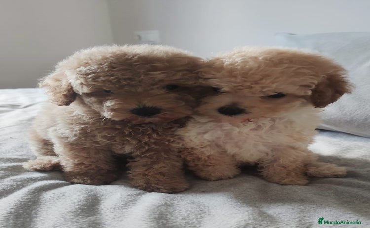 Caniche Toy perros - Anuncio 17