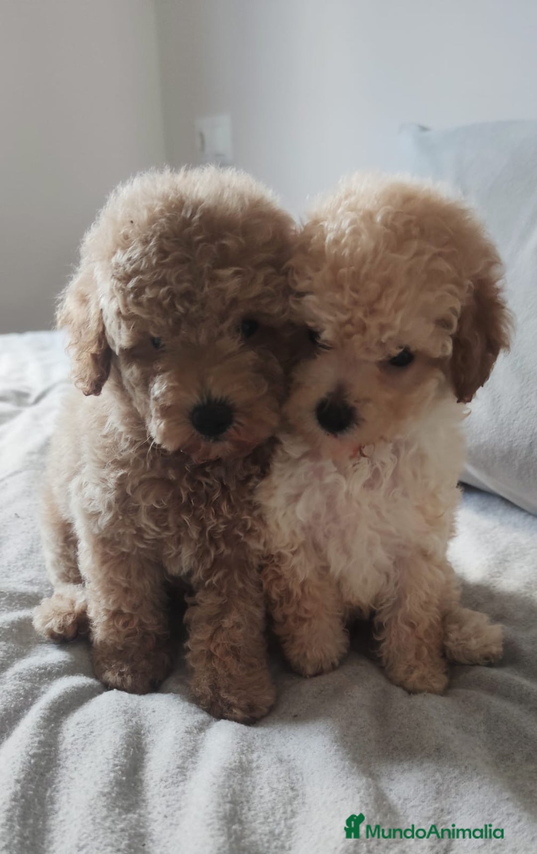 Caniche Toy perros en venta: Caniches  - Imagen 1