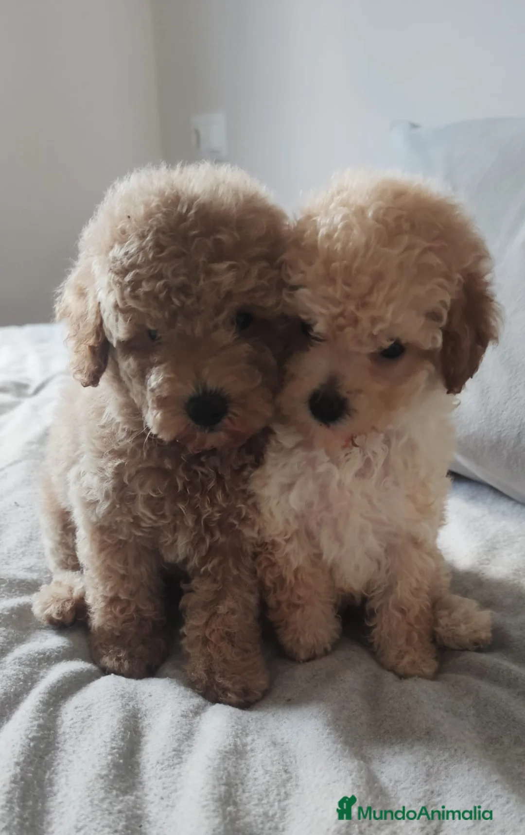 Caniche Toy perros en venta: Caniches  - Anuncio 1