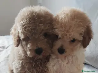 Caniche Toy perros Caniches - Anuncio 41