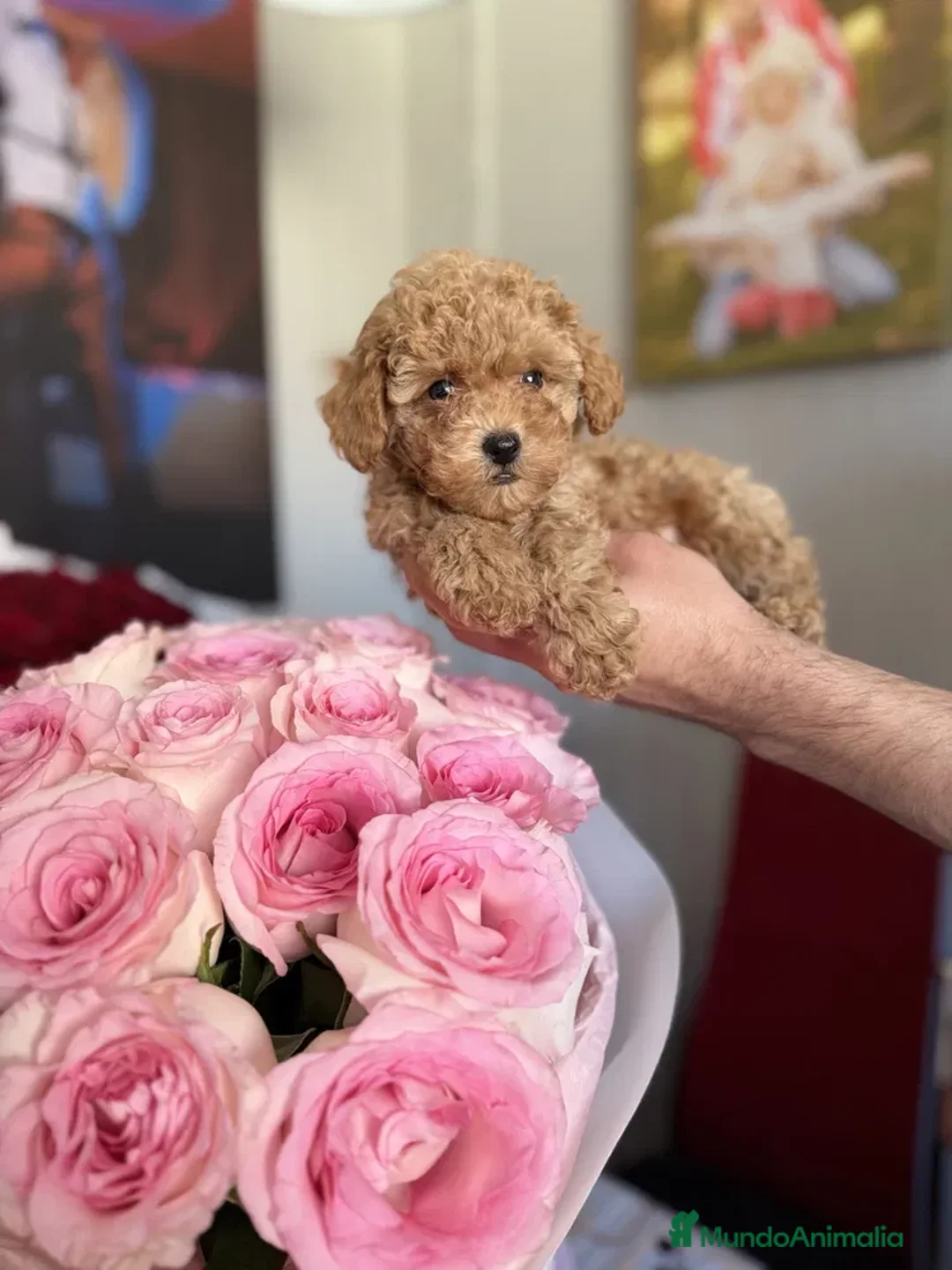 Caniche Toy perros en venta: caniche toy  - Anuncio 4