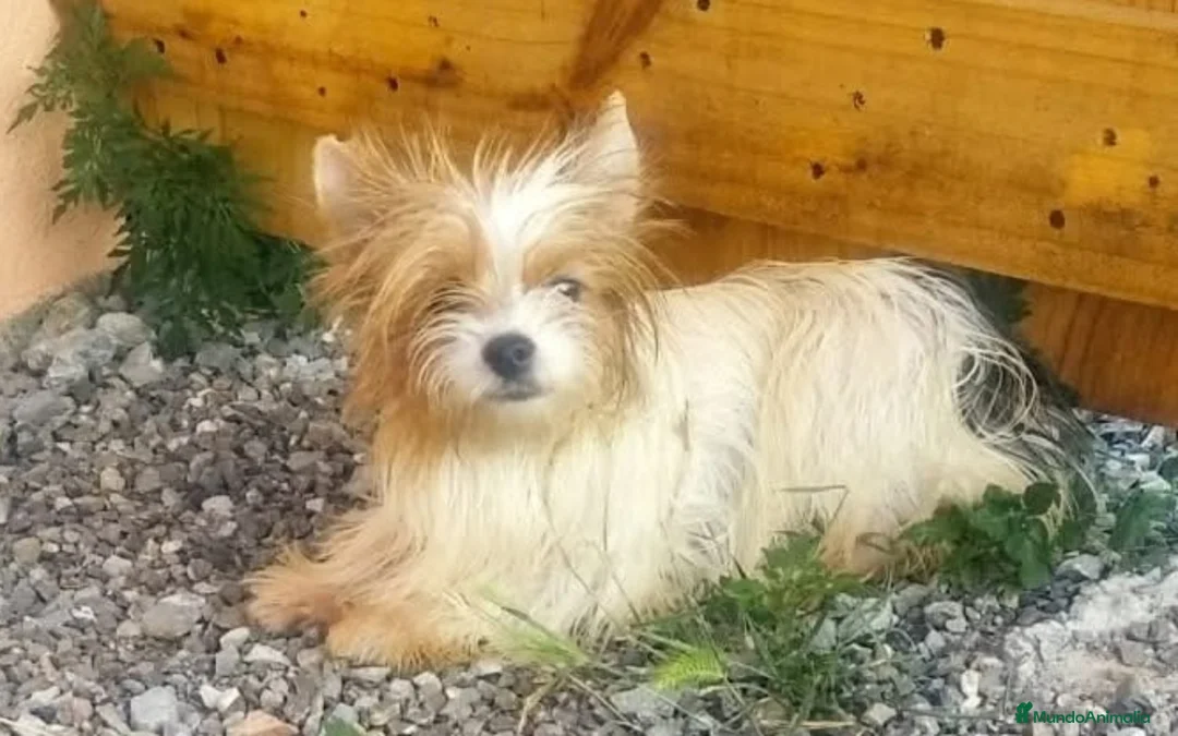 Biewer Yorkshire Terrier a la Pom Pon perros en venta: Hembras Yorkshire Biewer - Anuncio 2
