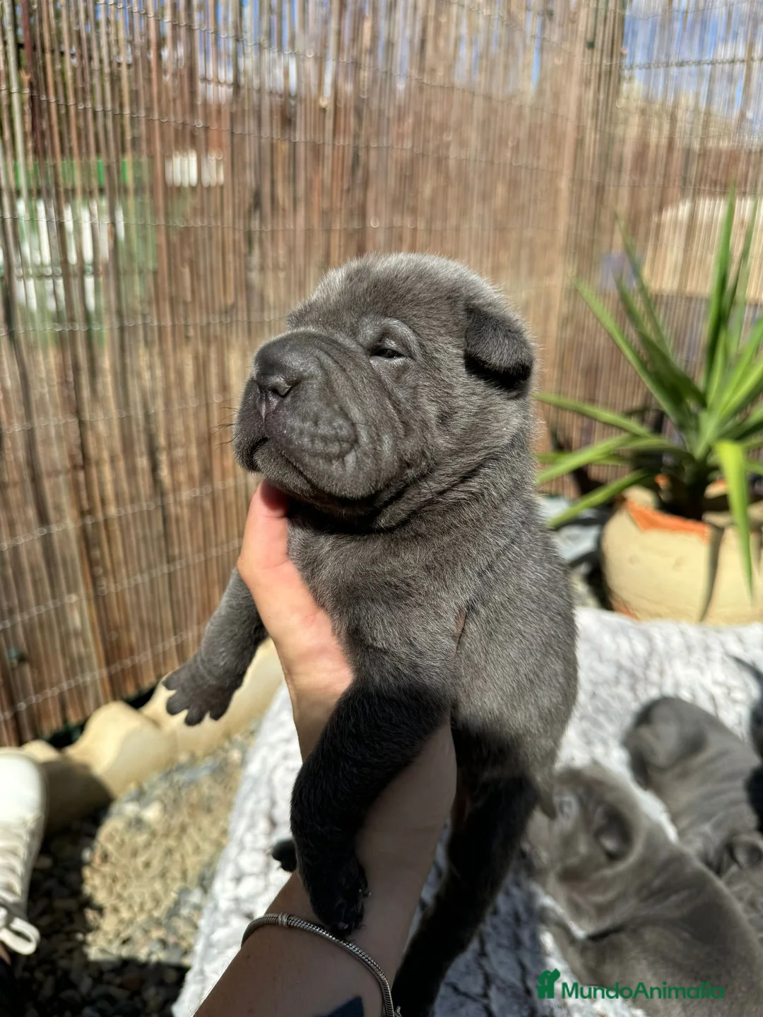 Shar Pei perros en venta: CACHORROS SHAR PEI BLUE en Málaga - Anuncio 7