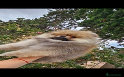 Pomerania perros en venta: ESPECTACULAR POMERANIA MACHO - Imagen 2