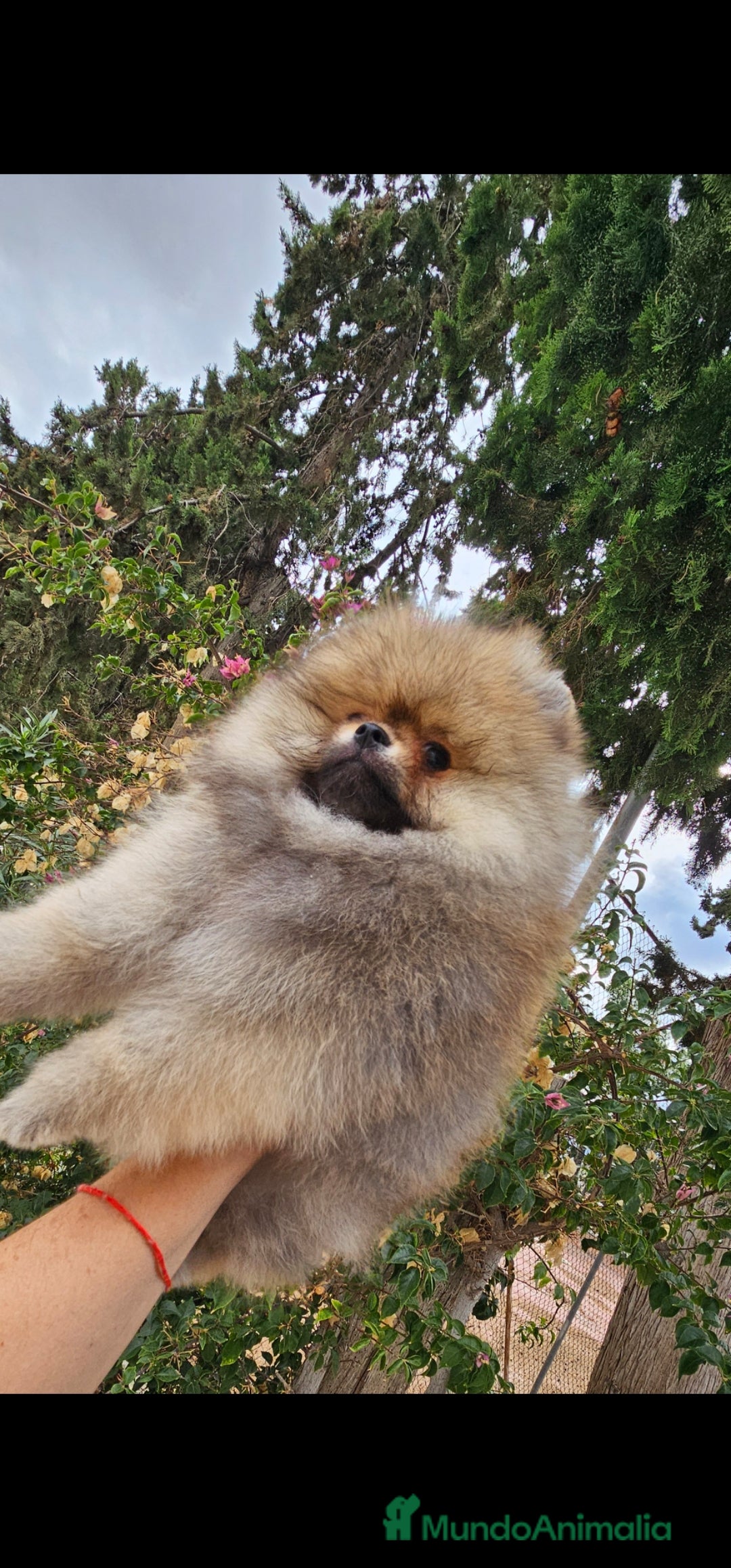 Pomerania perros en venta: ESPECTACULAR POMERANIA MACHO - Imagen 2