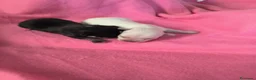 Chihuahua perros en venta: Chihuahuas - Anuncio 5
