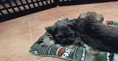 Schnauzer Miniatura perros en Almería - Anuncio 2