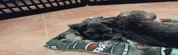 Schnauzer Miniatura perros en venta: Schnauzer mini  en Almería - Anuncio 2