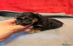 Shihpoo perros en venta: Preciosos ShihPoos de varios colores - Imagen 12