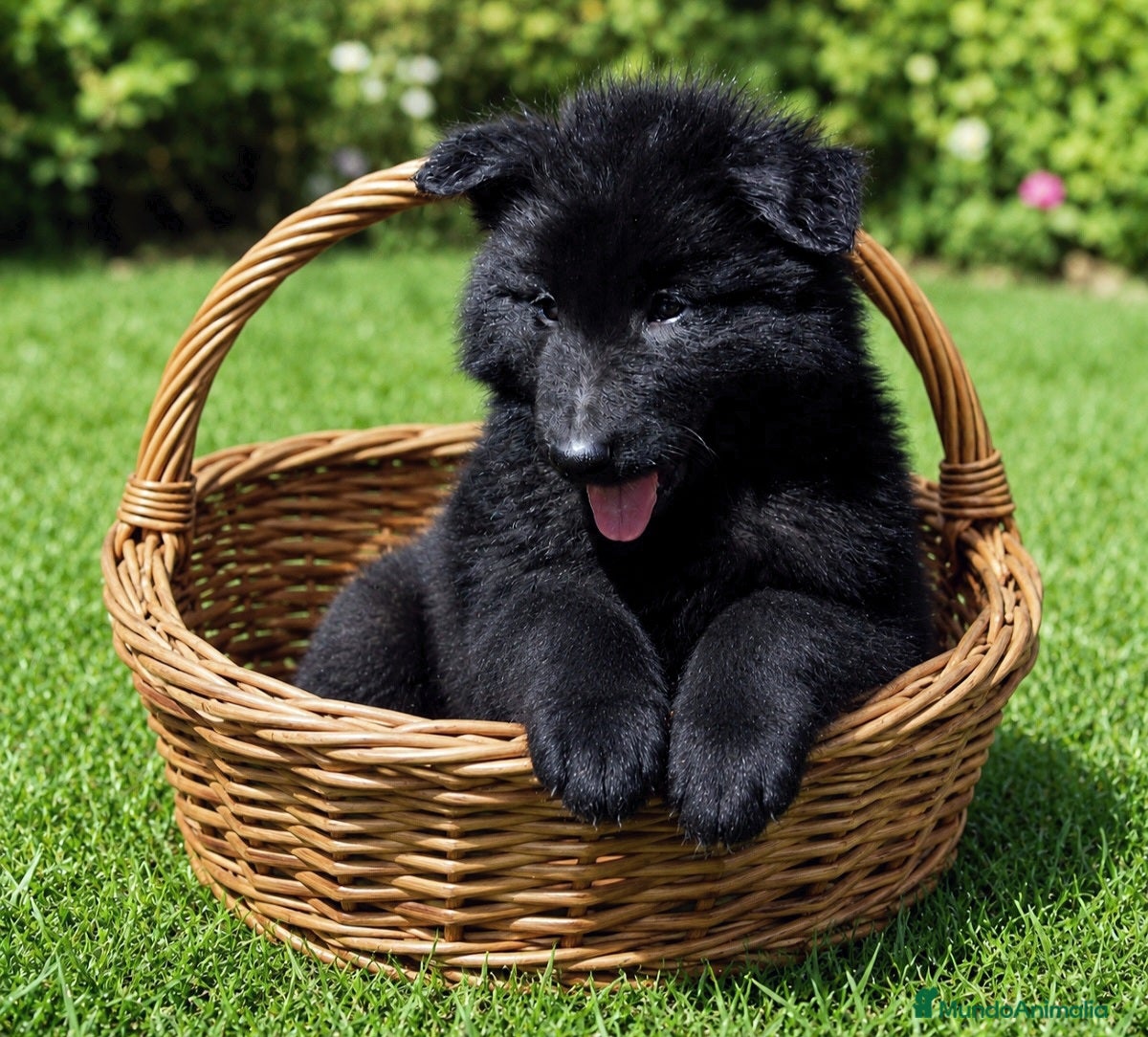 Pastor Belga Groenendael perros Pastor Belga groenendael cachorros machos  - Anuncio 1