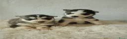 Husky Siberiano perros en venta: CACHORROS HUSKY SIBERIANO  - Anuncio 14