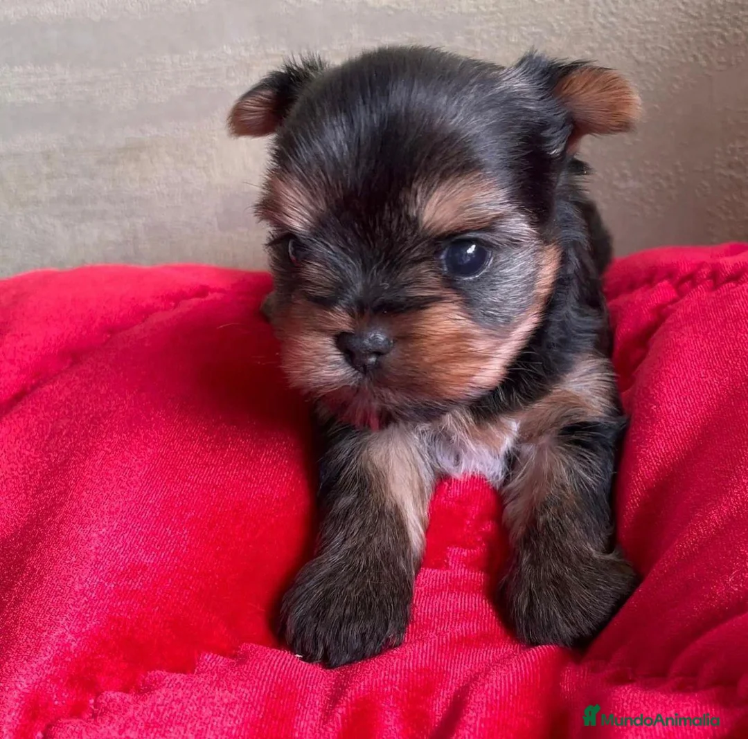 Yorkshire Terrier perros en venta: Yorkshire Terrier Toy - Anuncio 6