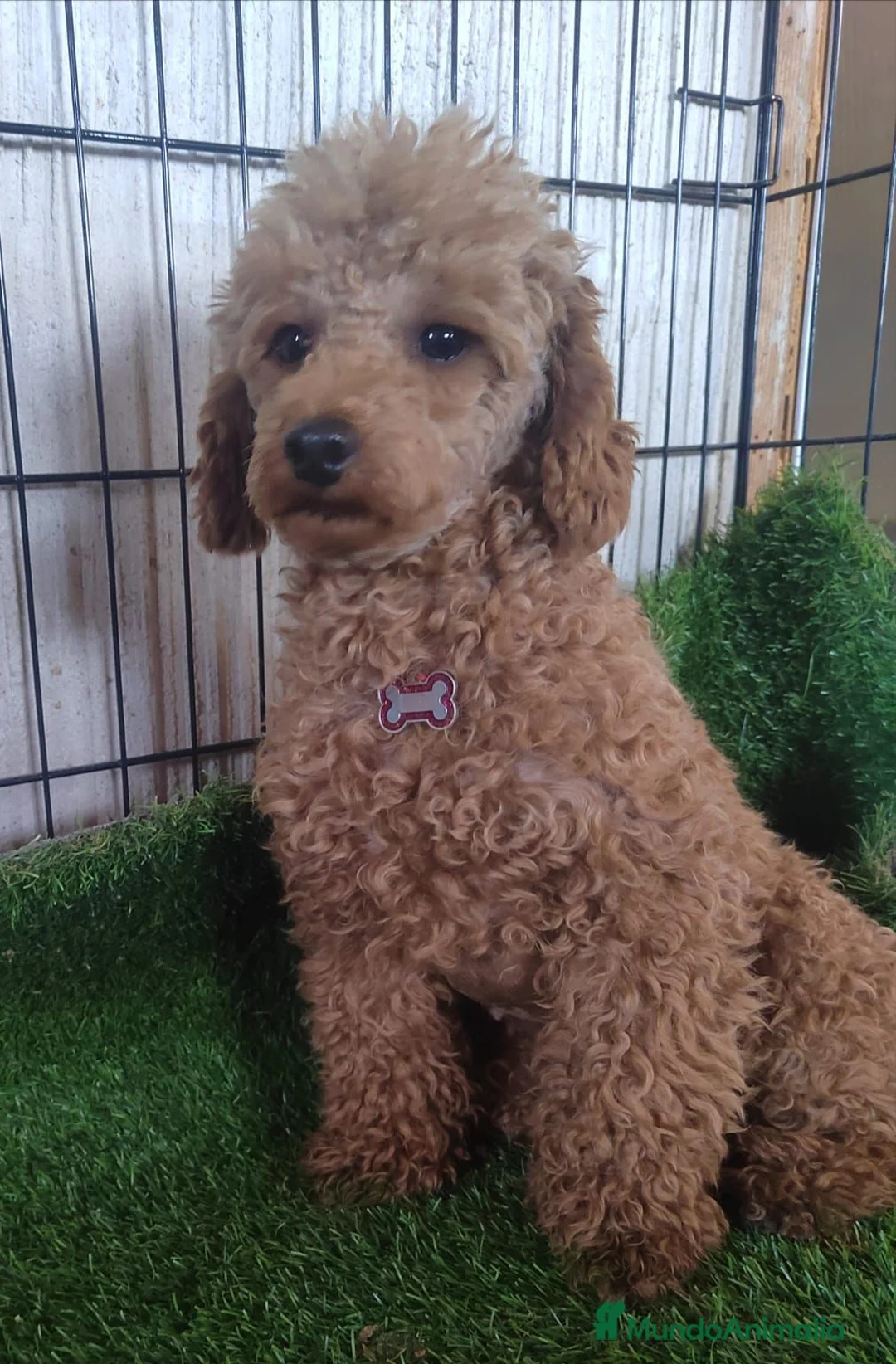 Caniche Toy perros en venta: Caniches Toys Hembras - Anuncio 2