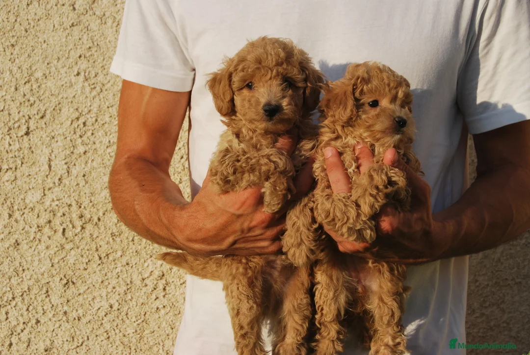 Caniche Toy perros en venta: Caniche, cachorros disponibles en Madrid - Anuncio 4