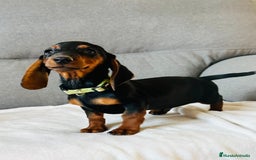 Teckel perros en venta: Teckel miniatura - Imagen 5