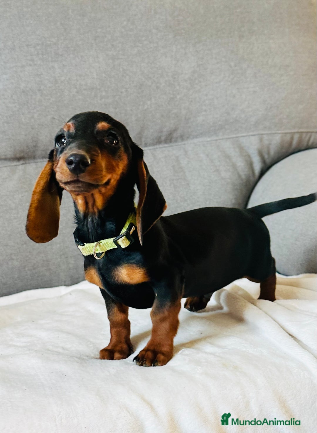 Teckel perros en venta: Teckel miniatura - Imagen 5