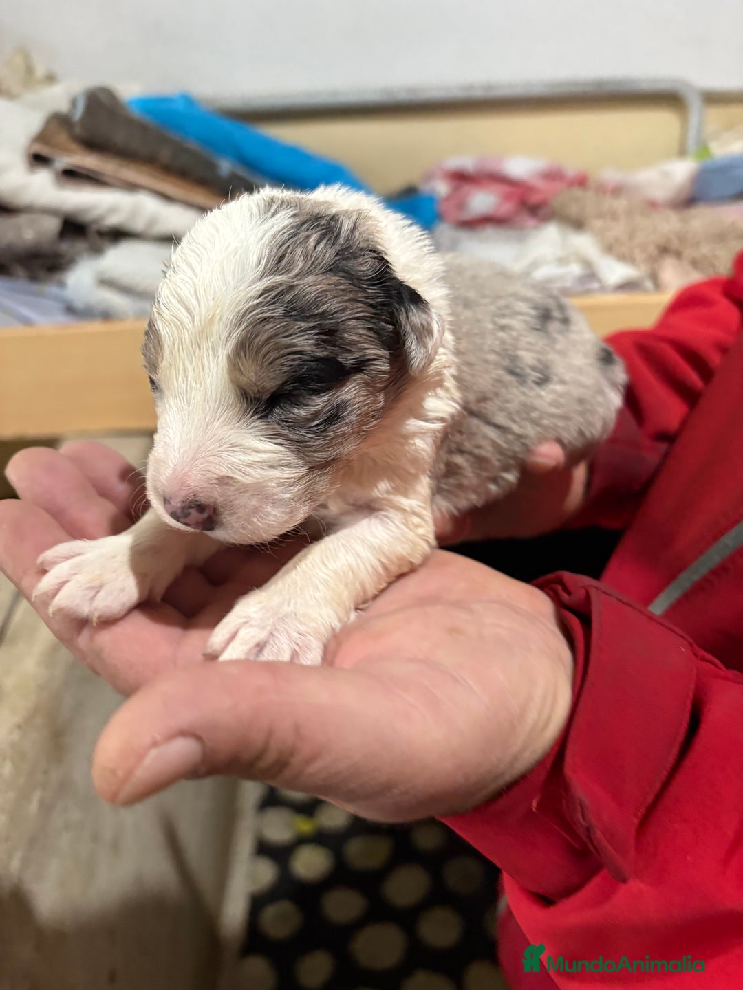 Border Collie perros en venta: Cachorros border collie machos y hembras varios  - Anuncio 31