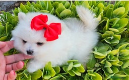 Pomerania perros en venta: Preciosa cachorrita Pomerania  - Imagen 4