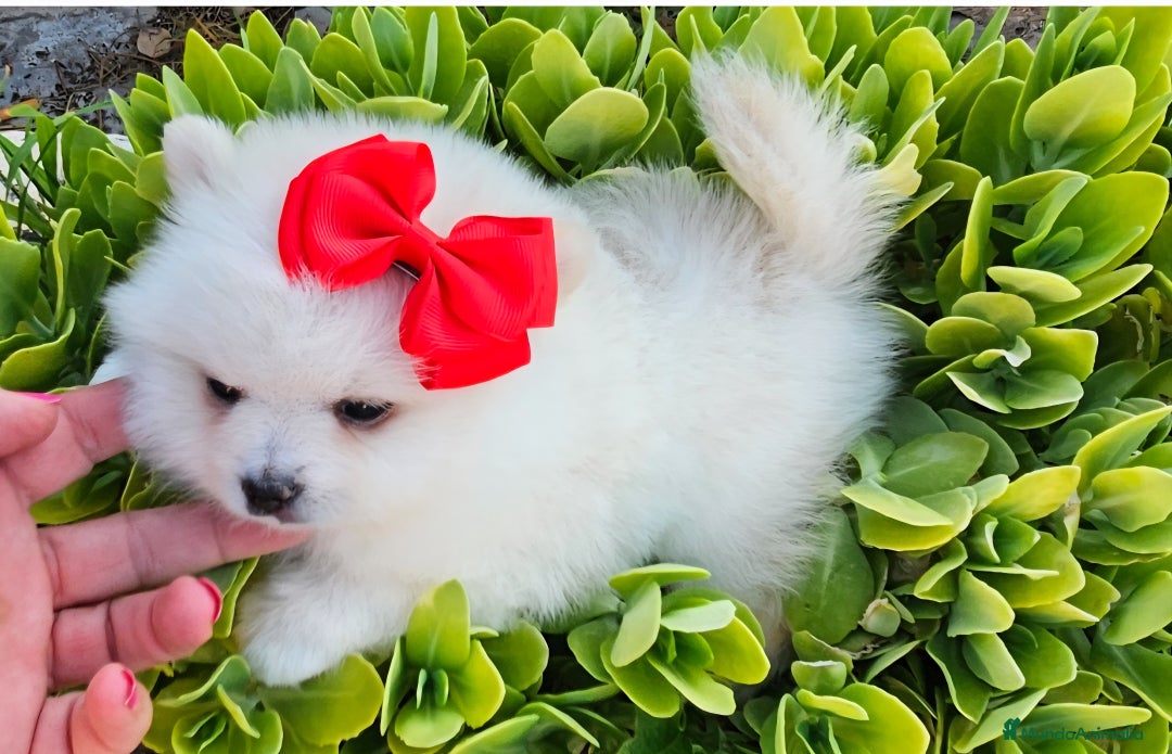 Pomerania perros en venta: Preciosa cachorrita Pomerania  - Imagen 4