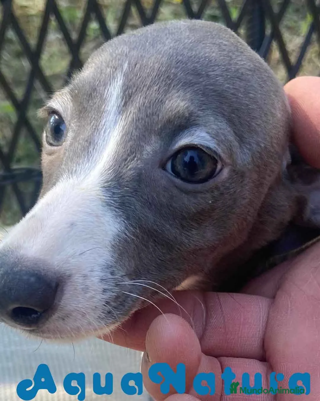 Pequeño Lebrel Italiano perros en venta: Lebrel Italiano Hembra 1980 AQUANATURA - Anuncio 1