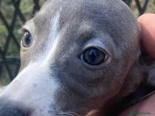 Pequeño Lebrel Italiano perros Lebrel Italiano Hembra 1980 AQUANATURA - Anuncio 3