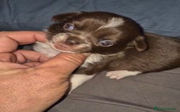 Chihuahua perros en venta: Chihuahuas cabeza manzana - Imagen 8