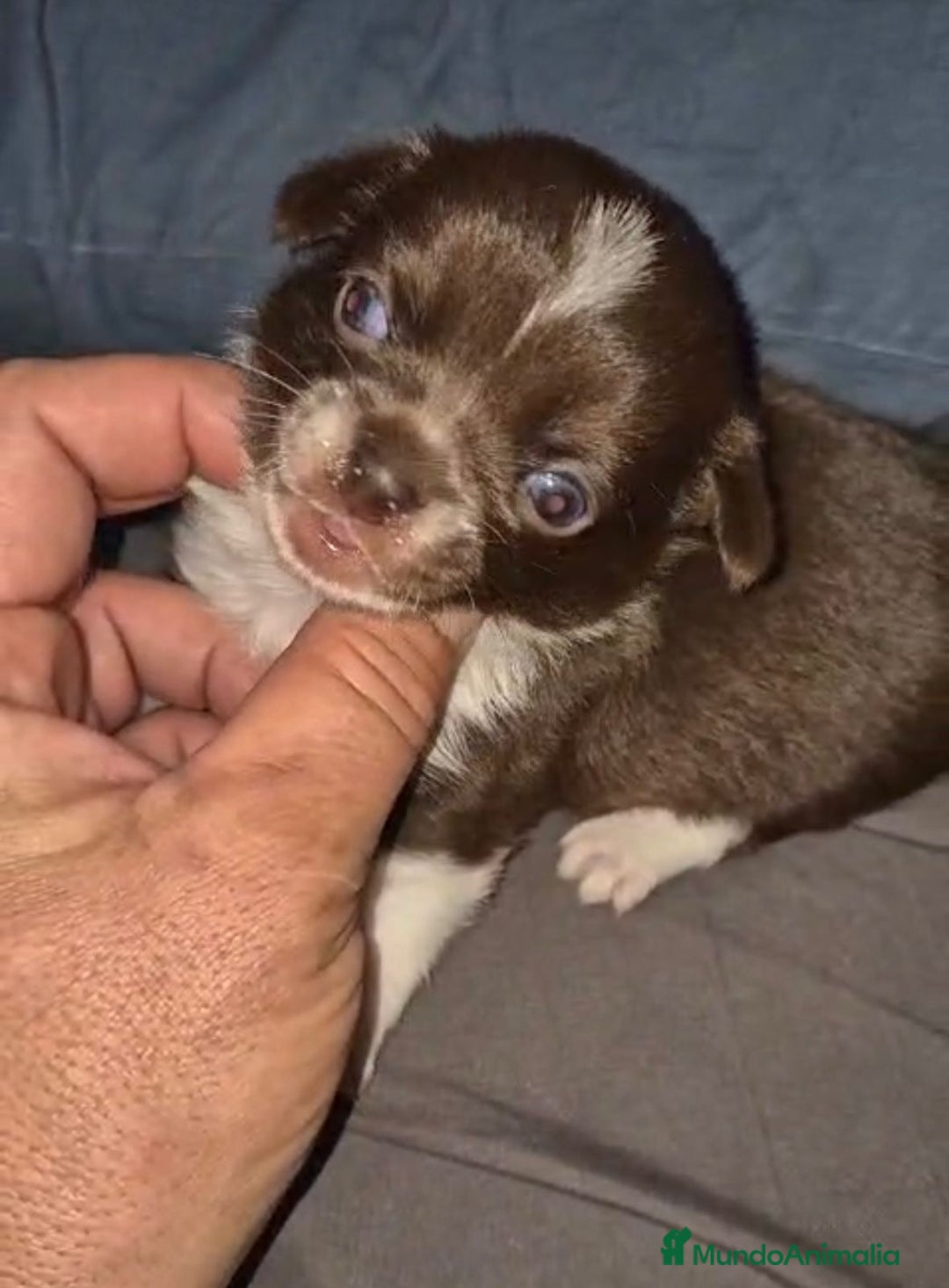 Chihuahua perros en venta: Chihuahuas cabeza manzana - Imagen 8