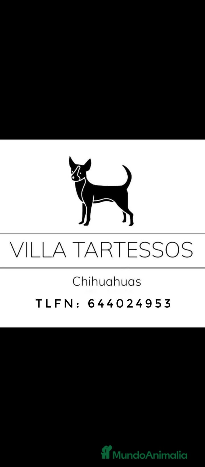 Chihuahua perros CAMADA DE CHIHUAHUAS - Anuncio 1