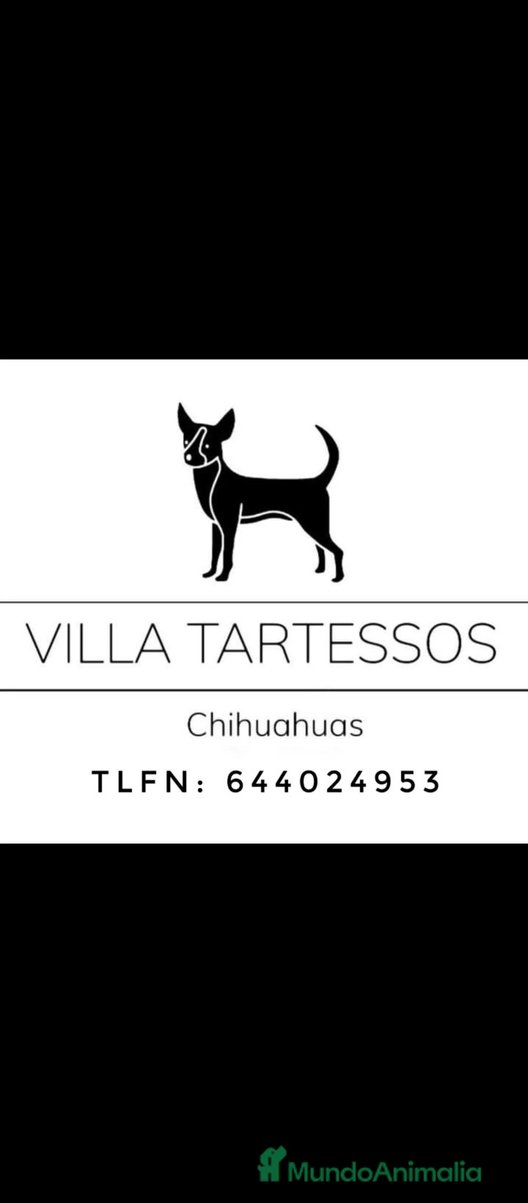 Chihuahua perros en venta: CAMADA DE CHIHUAHUAS - Anuncio 1