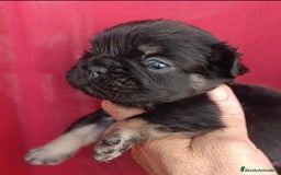 Bulldog Francés perros en venta: Bulldog francés Big rope fluffy y fluffys  - Imagen 3