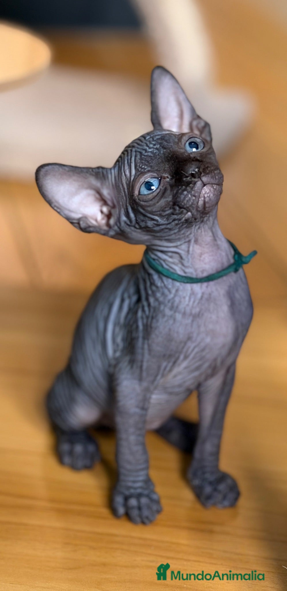 Sphynx gatos Sphynx pedigree - Anuncio 1